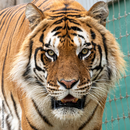 Powerful Large Cat Bengal Tiger