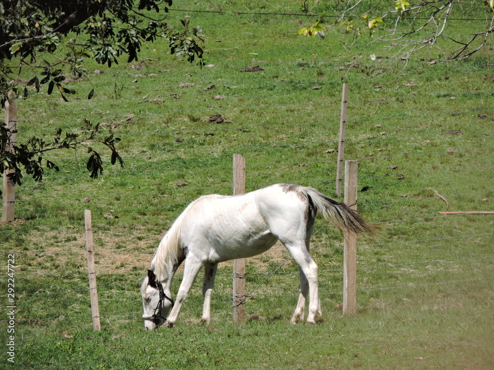 Obraz premium Cavalo Branco