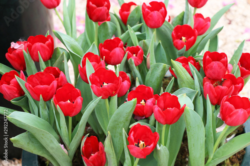 Expoflora/Holambra/Brazil - 09/20/2019 : tulips flower garden