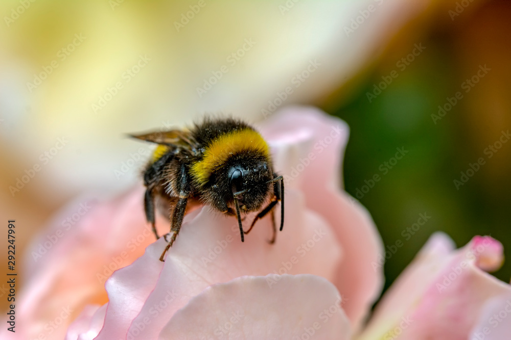 Beautiful Bee macro in green nature - Stock Image Beautiful Bee macro in green nature - Stock Image