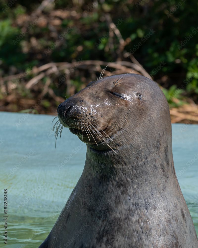 Obraz premium Tame Seal Waiting for it's Food