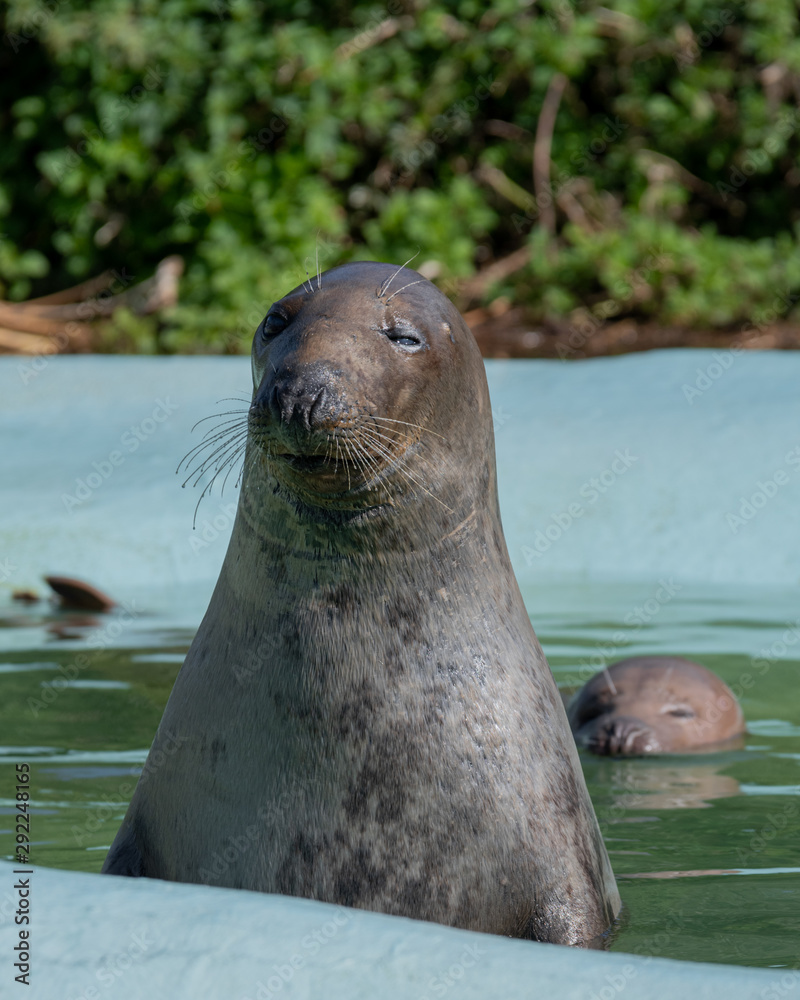 Obraz premium Tame Seal Waiting for it's Food