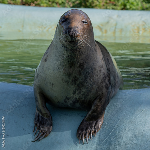 Tame Seal Waiting for it's Food