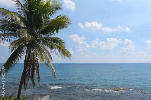 palm tree on the beach