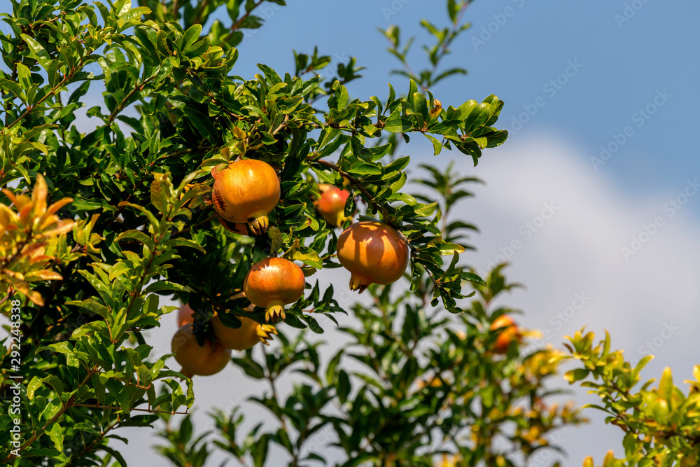 Ripening pomegranate hanging on a branch
