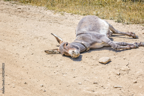 Donkey lies on a dusty rural road, close-up