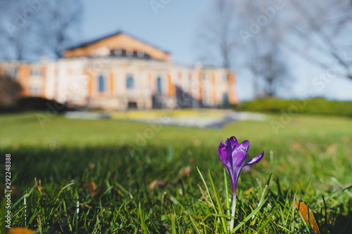 Lila Blume vor Opernhaus