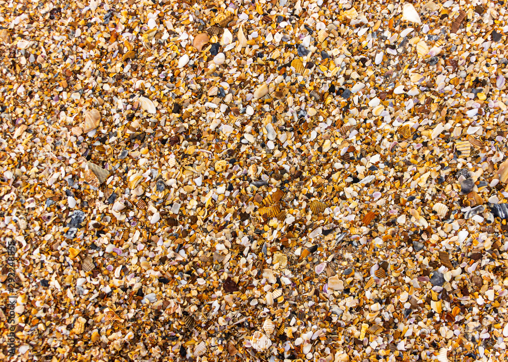 A background of crushed seashells on a beautiful, sandy beach. A background of crushed seashells on a beautiful, sandy beach.