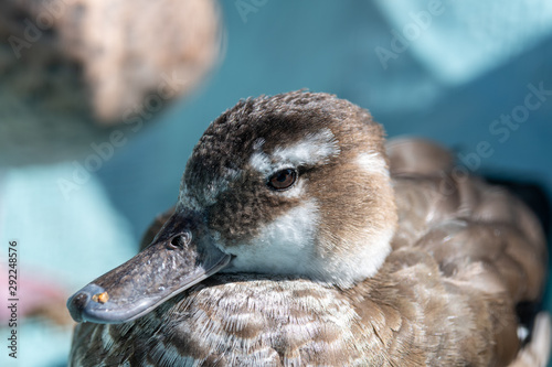 Head Shot Ringed Teal Duck Resting photo