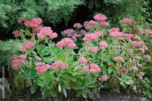 Large plant with fleshy green leaves, stems and inflorescences. Blooming pink Sedum spectabile (stonecrop prominent) in the summer season. Medicinal plants at a summer cottage. photo