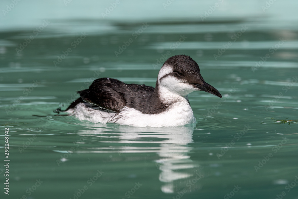Fototapeta premium Common guillemot Swimming in Water 