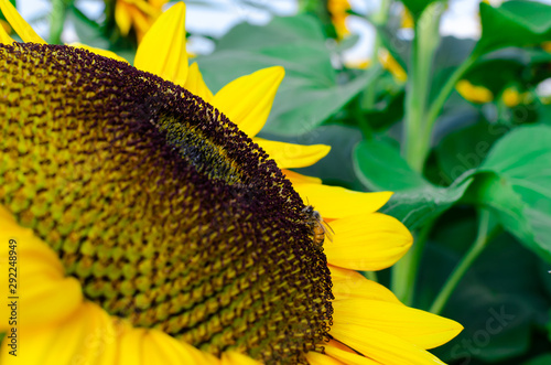 un girasol con una aveja photo