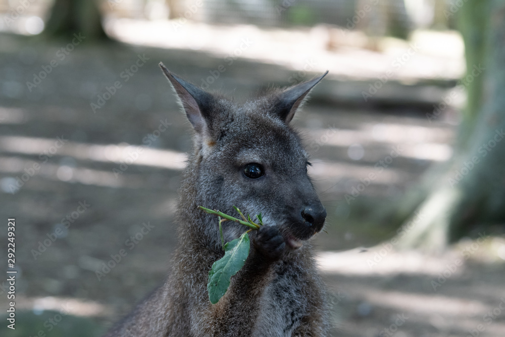 Young Wallaby Eating Fresh Vegetables