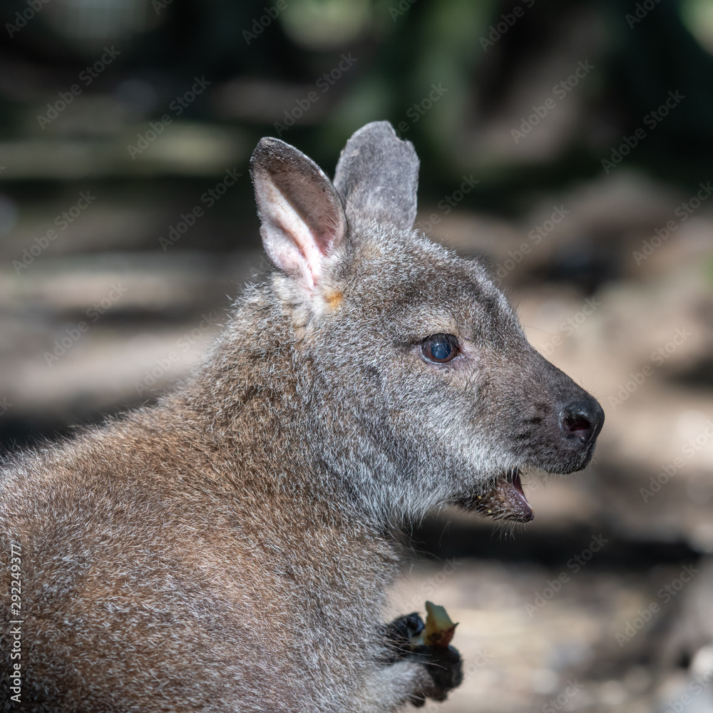 Young Wallaby Eating Fresh Vegetables