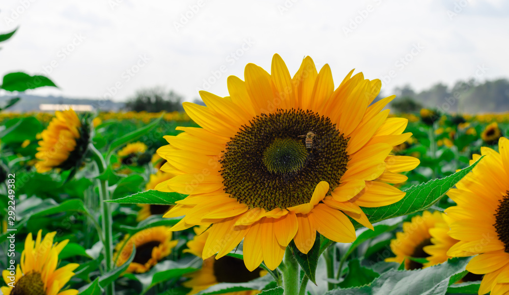 una flor de girasol con una aveja foto de Stock | Adobe Stock