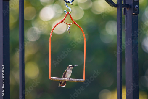 Hummingbird perched on tiny swing
