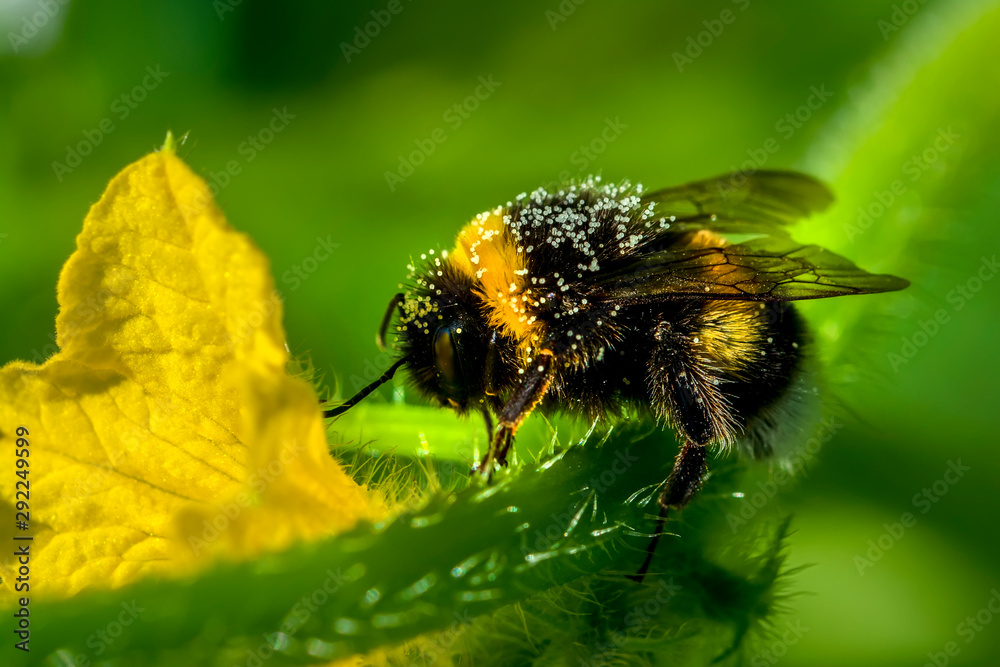Beautiful Bee macro in green nature - Stock Image Beautiful Bee macro in green nature - Stock Image