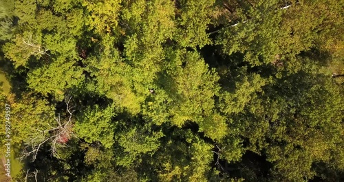 Wallpaper Mural Drone shot down over trees moving up spiral Torontodigital.ca