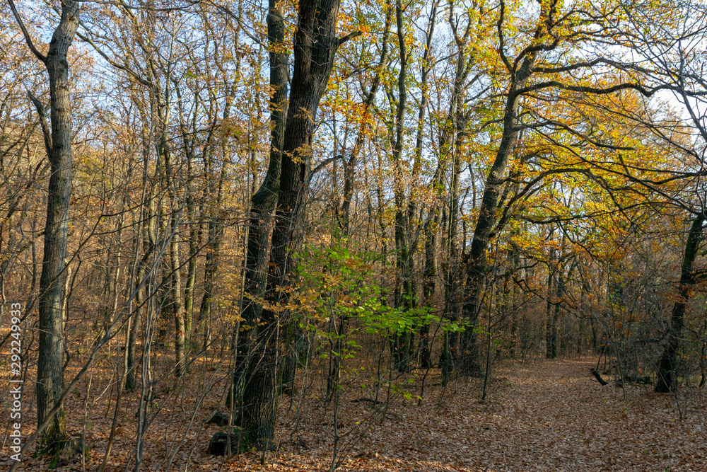 Fototapeta premium Autumn forest in the Pilis, Hungary.
