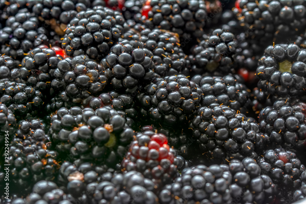 Blackberries some ripe, some not growing wild