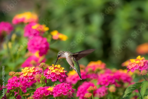 Fototapeta Ruby-throated hummingbird feeding at lantana flowers