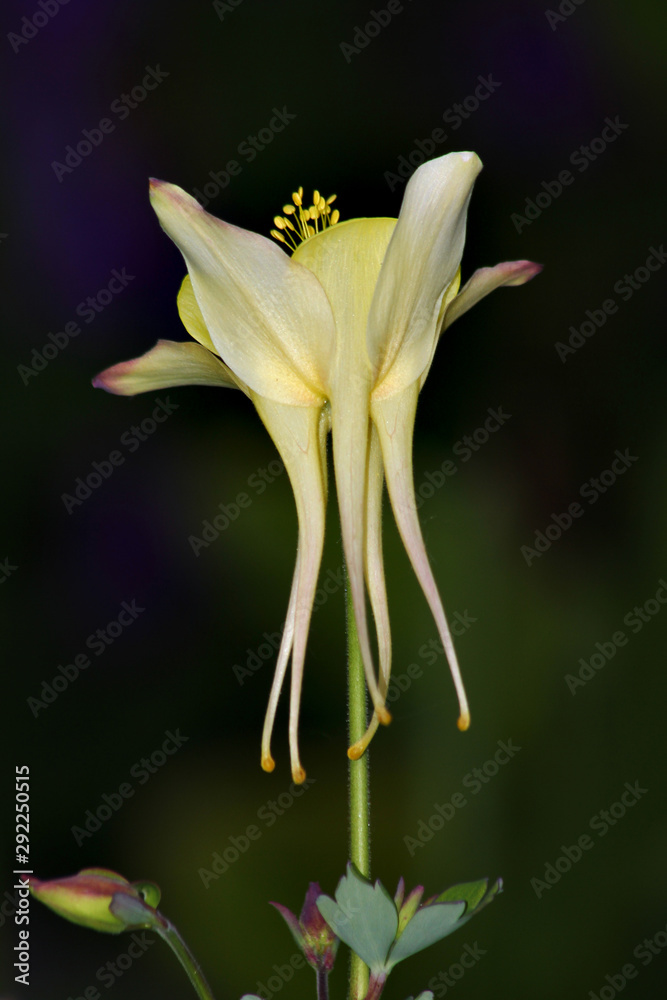 Obraz premium lily on black