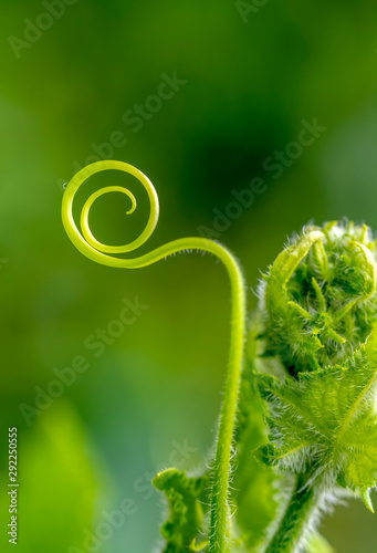 Tendrils of plants by taking very close up shots