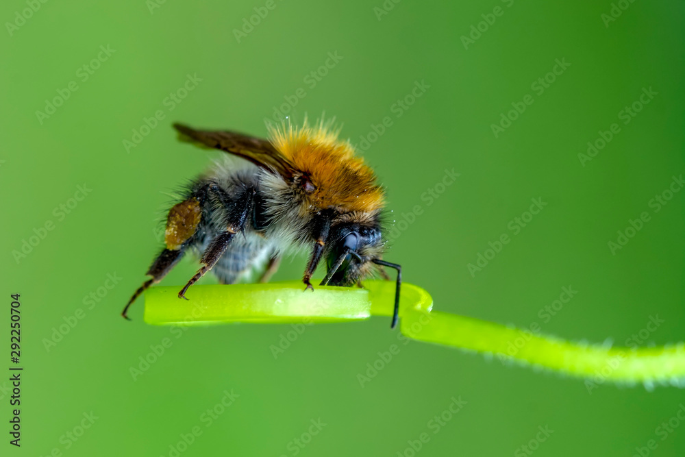 Beautiful Bee macro in green nature - Stock Image Beautiful Bee macro in green nature - Stock Image