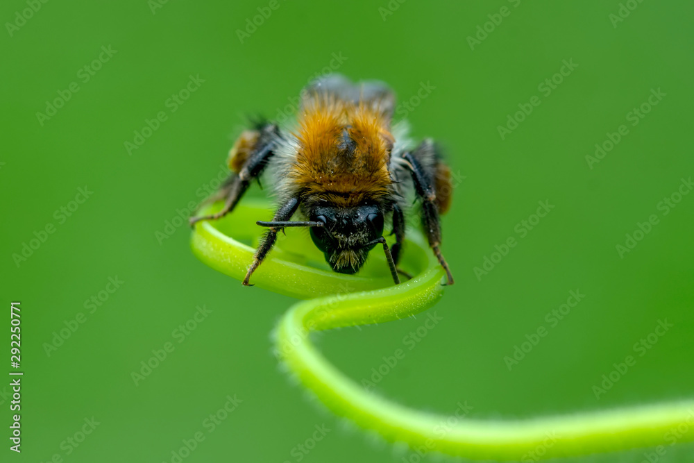 Beautiful Bee macro in green nature - Stock Image Beautiful Bee macro in green nature - Stock Image