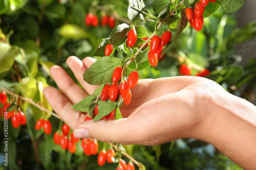 Bild auf Leinwand Woman holding branch with ripe fresh goji berries in garden, closeup