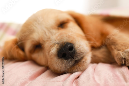 Cute English Cocker Spaniel puppy sleeping on pillow, closeup