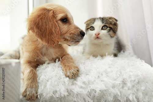 Adorable little kitten and puppy on pillow near window indoors