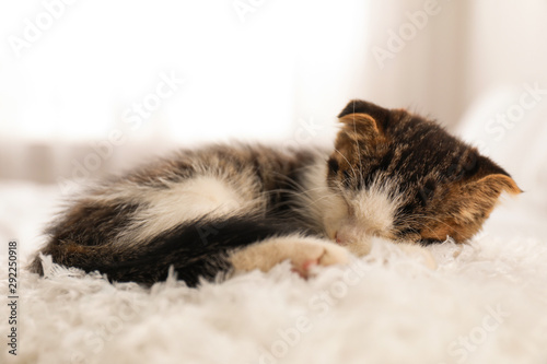Adorable little kitten sleeping on white pillow indoors