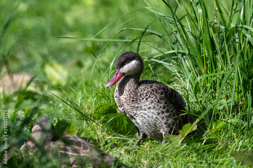 Obraz premium Bahama Pintail Duck Resting in Grass
