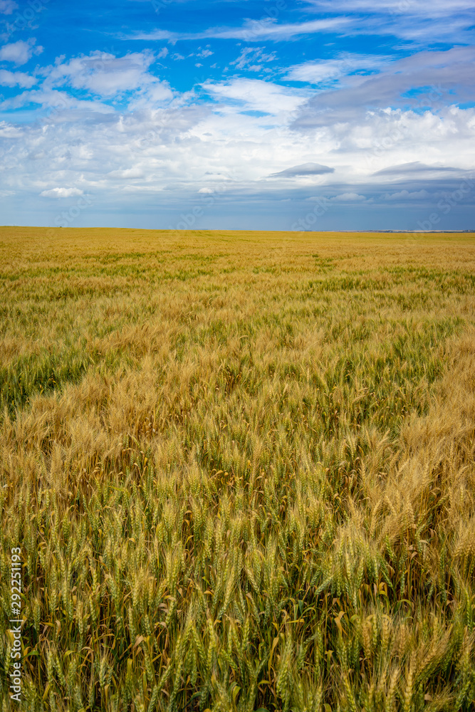 Fields of gold and green wheat below a partly cloudy sky 