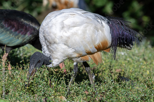 Sacred Ibis Searching for Food