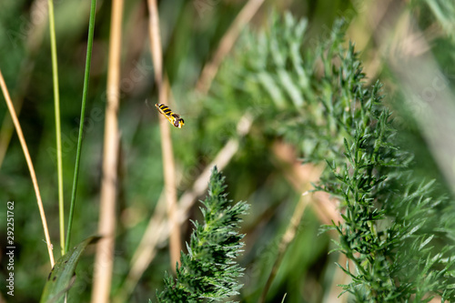 Tiny Hoverfly (Syrphidae) in Flight © Ian