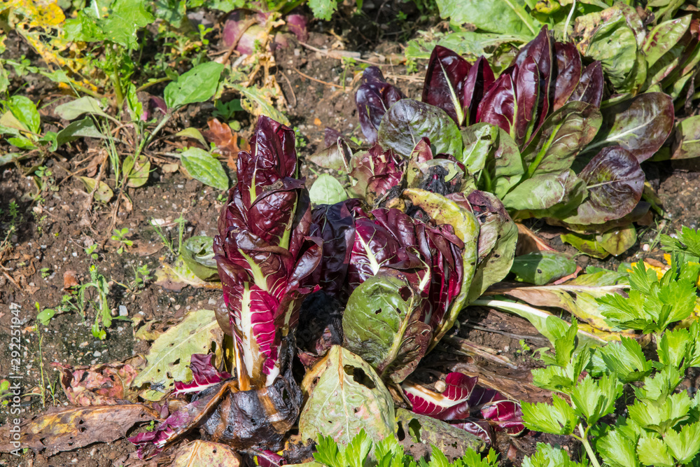 A red cabbage plant which has bolted