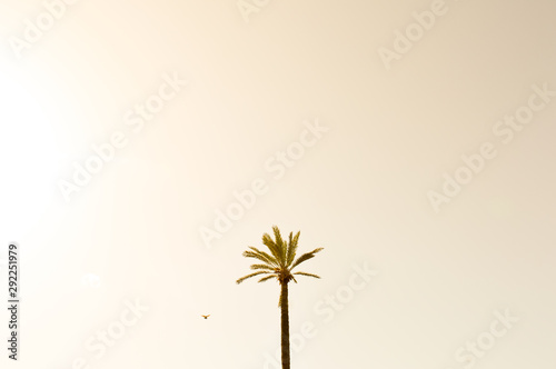 lone palm tree
