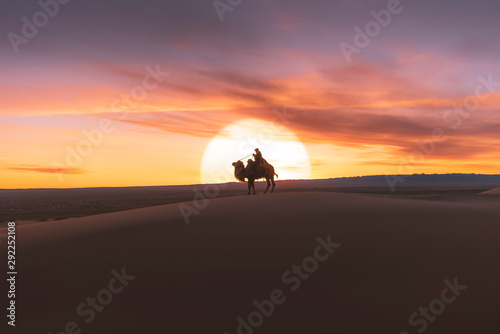 Canvastavla Gobi desert, may 2019, Mongolia : Camel going through the sand dunes on sunrise, Gobi desert Mongolia