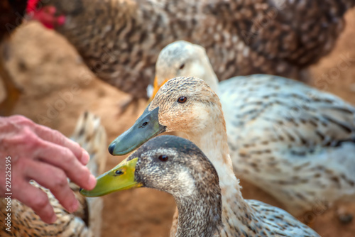 Welsh Harliquin ducks being fed. photo