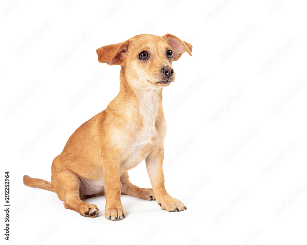 Cute Small Puppy Sitting Looking Side