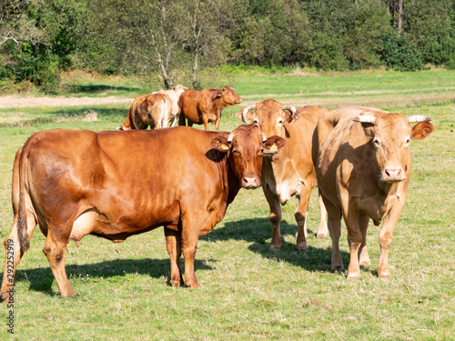 grupo de vacas pastando en la dehesa