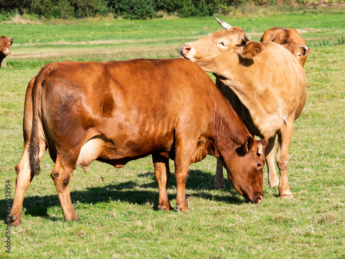 vacas marrones rascando se la espalda © Miguel Fernandez