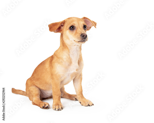 Cute Small Puppy Sitting Looking Side © adogslifephoto