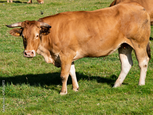 vaca con cuernos mansa