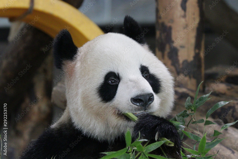 Beautiful Female Panda name Gong Zhu which means Princess, Shanghai, Chinaai Beautiful Female Panda name Gong Zhu which means Princess, Shanghai, Chinaai