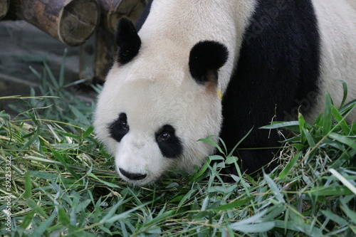 Fototapeta Naklejka Na Ścianę i Meble -  Beautiful Female Panda, Gong Zhu, Shanghai, China