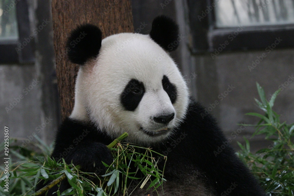 Close up Panda Cub Eating Bamboo , China