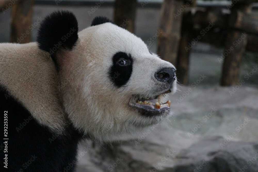 Fototapeta premium Funny Pose of Female Panda in Shanghai, China
